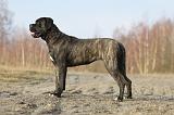CANE CORSO 828